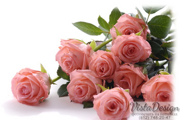 Pink roses 13